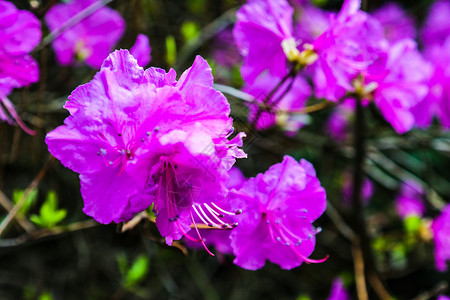 普通花鹬夏天衬套高清图片