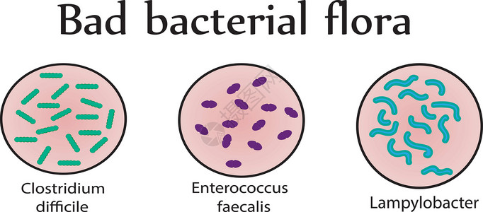 肠道菌群 坏细菌 它制作图案矢量高清图片