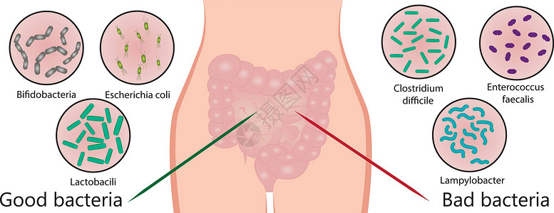 肠道菌群 好细菌和坏细菌 它制作图案矢量高清图片