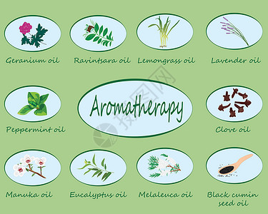 织锦缎黑孜然一套精油矢量图产品树叶草药收藏药品治疗芳香标签香味桉树插画