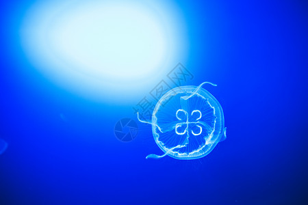 果冻渐变边框透明月亮水母在西班牙圣塞巴斯蒂安的深蓝水中顺利游泳蓝色光点情调异国生物野生动物水族馆享受海蜇亮度背景