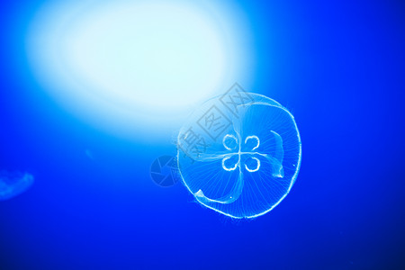 蓝色水母边框透明月亮水母在西班牙圣塞巴斯蒂安的深蓝水中顺利游泳水族馆边框脊椎动物动物异国平滑度蓝色海洋亮度生物背景