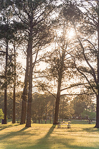 橡木桌美国公园的金属野餐桌 周围有很多树 阳光照耀着太阳穿透旅行野餐阴影环境炙烤踪迹桌子农村橡木公园背景