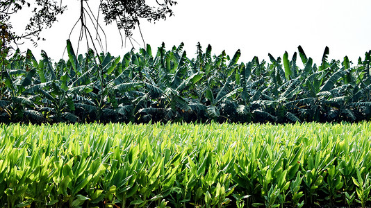 农业已申报和作物场地国家植物玉米粮食收成环境自然天空绿色背景图片