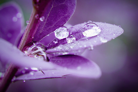 紫色水滴特写湿的春天高清图片