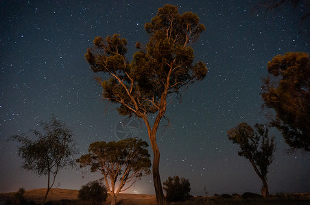以西绿洲沙漠为起点的树下树木星星天空生态游客旅行旅游假期背景图片