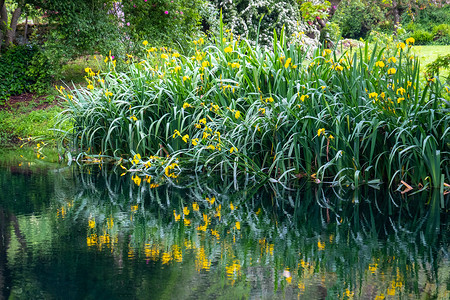 沿河岸亲传的花园池塘横向背景水面上的花草和花朵反射高清图片
