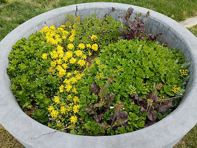 在水泥花盆中用绿叶和黄花植树绿色植物群植物学树叶黄色花瓣背景