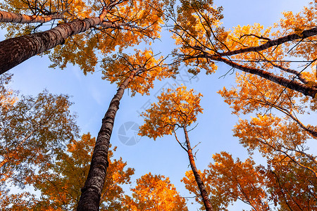 在蓝色天空的色彩多彩的秋天森林中 星窗顶端的底部视图叶子树木金子木头照片树干植物橙子季节公园背景图片