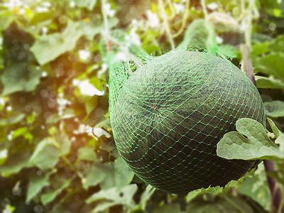 水果网生产农业企业高清图片