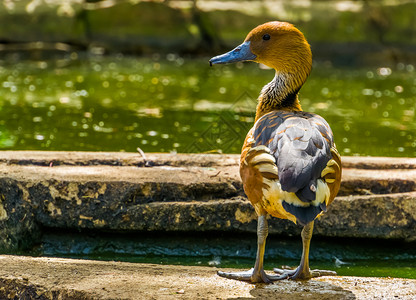 溪水边的鸭子站在水边的黄褐色口哨鸭的特写 来自非洲和美洲的热带鸟类背景