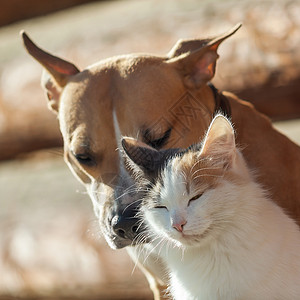 啊猫和啊狗狗和猫一起玩乐趣动物小猫宠物压痛哺乳动物朋友们友谊猫咪背景