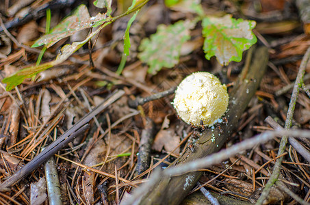 马勃蘑菇食物生长高清图片