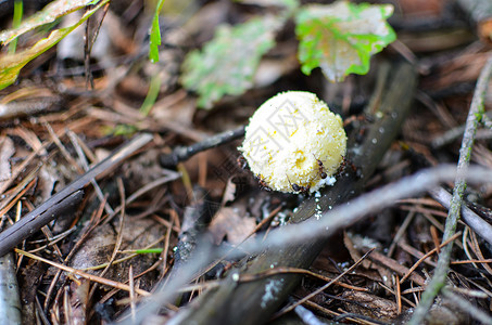 蘑菇马尼塔马勃苔藓高清图片