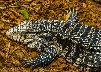 睡在地上的阿根廷巨型长袍 来自美国的大蜥蜴 爬虫肉芽 草皮养殖中流行的宠物背景图片