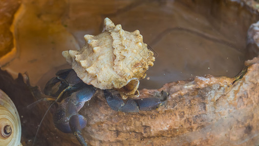 甲壳类动物紫色的隐居性螃蟹紧闭 甲壳类与美丽的外壳 来自日本的受欢迎动物背景