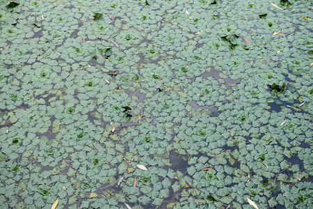 漂浮的叶子漂浮的落叶植物学杂草天气湿地季节叶子水坑池塘环境植物背景