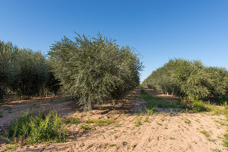 国外橄榄树年轻橄榄树种植园叶子食物商业晴天日光树叶草地植被收成树木背景