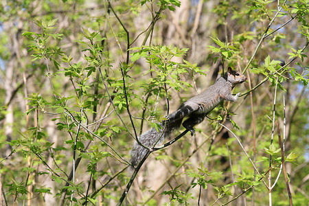 灰性松鼠松鼠灰色哺乳动物森林野生动物公园地面黑色背景图片