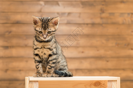 美丽的小金刚猫 仰望着低头 坐立不安高清图片