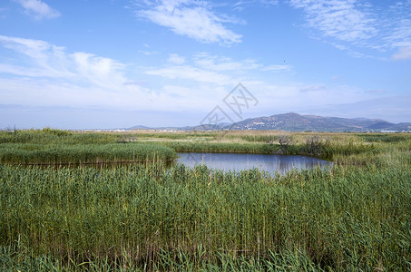 Puzol巴伦西亚的Puzol池塘植物动物白鹭家族沼泽芦草香蒲摄影湿地环境背景图片