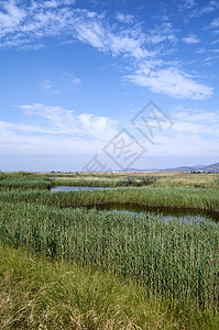 Puzol巴伦西亚的Puzol池塘沼泽湿地环境家族芦草苍鹭白鹭鸟群香蒲摄影背景