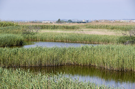 Puzol巴伦西亚的Puzol池塘家族摄影水库白鹭沼泽环境芦草香蒲动物植物背景