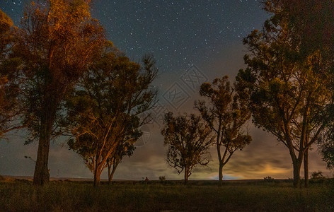 以西绿洲沙漠为起点的树下树木旅游游客生态旅行天空星星假期背景图片