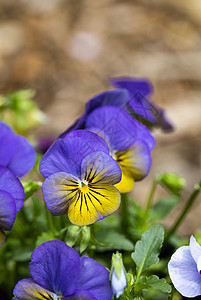 紫色和黄色光合作用花坛植物生长阴影漫射光背景图片