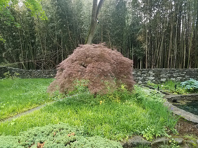 日本有竹子和石墙的木瓜树背景图片