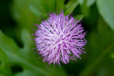 紫色的花 斯皮尔·塞特的花背景图片
