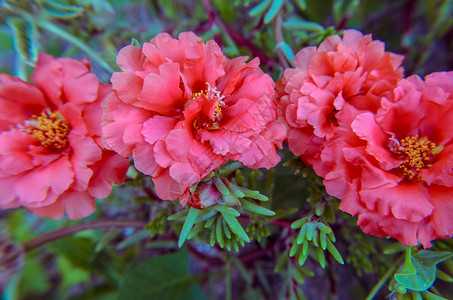 天然日光绿叶背景的粉红和红波月叶花朵花园玫瑰植物学猪草大花橙子宏观太阳花瓣热带背景