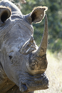 南非White Rhino公园游戏哺乳动物野生动物棕色角兽动物荒野食草平原背景图片