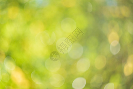 抽象模糊的绿色自然背景白色太阳晴天阳光植物艺术叶子背景图片