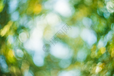 抽象模糊的绿色自然背景白色阳光太阳植物叶子晴天艺术背景图片