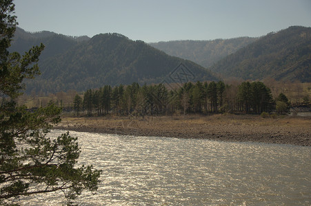 卡通绿松树围栏迅速的卡顿河沿阿尔泰山脚带着松绿水域 俄罗斯西伯利亚高尼阿尔泰草地天空蓝色山脉溪流支撑土地森林旅行丘陵背景