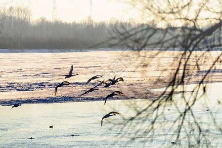 冬河上的天鹅水禽太阳水面动物白色游泳翅膀池塘蓝色羽毛背景图片