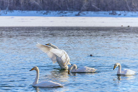 略读冬河上的天鹅灰色鸟类水禽羽毛游泳太阳翅膀眩光池塘水面背景