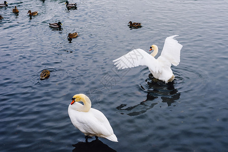 游泳鸟湖边的天鹅和鸭子背景
