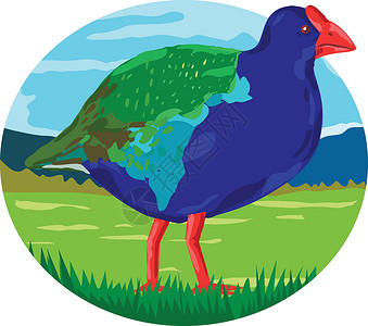 新西兰南岛自然风景南岛Takakahe鸟插画