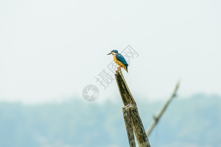 新会小鸟天堂翠鸟或鸟 它是一种食鱼动物 等待捕鱼 它是一个优秀的潜水员 拉贾斯坦邦的 国家公园 鸟类天堂背景