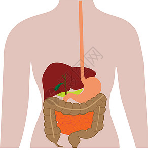代谢系统人体的消化器官插画