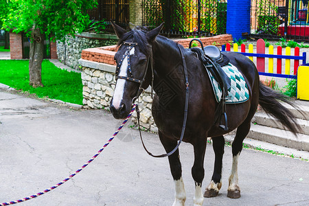 马匹在公园中闲闲骑马骑术哺乳动物辔马棕色马具白色草地小马牧场场地背景
