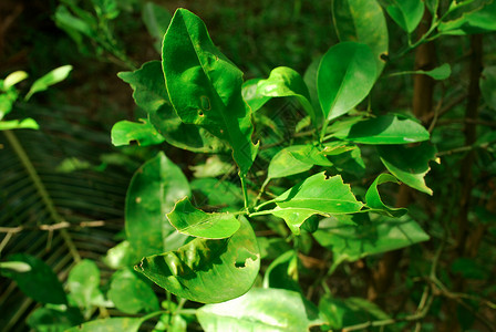 兰格林树叶湿的病害高清图片