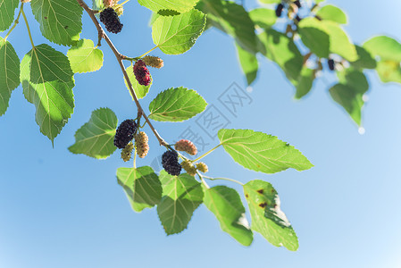 黑莓树美国得克萨斯州准备收割 蓝天下新鲜成熟的黄莓水果森林树叶水果采摘季节甜点天空荒野果园收成背景