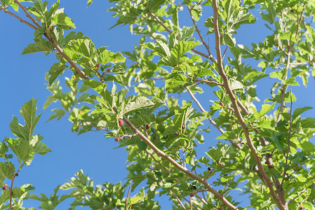 美国无籽青提美国得克萨斯州准备收割的树上衬套季节水果花园荒野天空叶子分支机构森林农场背景