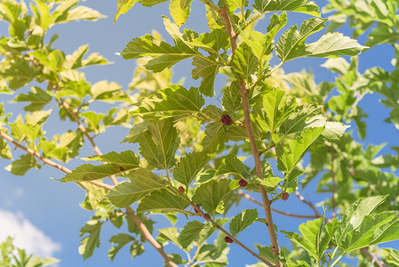 美国无籽青提美国得克萨斯州准备收割 蓝天下新鲜成熟的黄莓水果花园森林农场衬套叶子甜点果园植物采摘天空背景