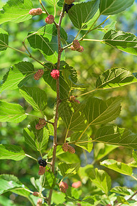 黑莓树美国得克萨斯州准备收割的树上花园采摘浆果季节收成分支机构天空荒野甜点叶子背景
