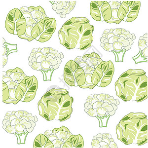 蔬菜类卷心菜模式的矢量插数图插画