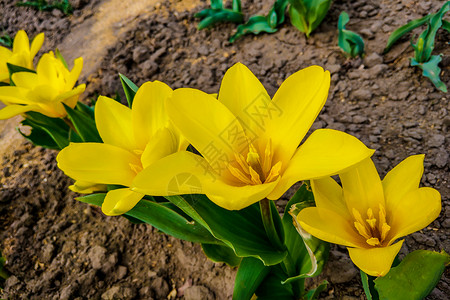 美丽的黄色郁金香 在花棚上 自然背景高清图片
